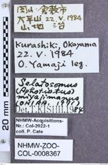 Etikette zu Selatosomus (Selatosomus) miyajimanus (Ôhira, 1971) (NHMW-ZOO-COL-0008367)